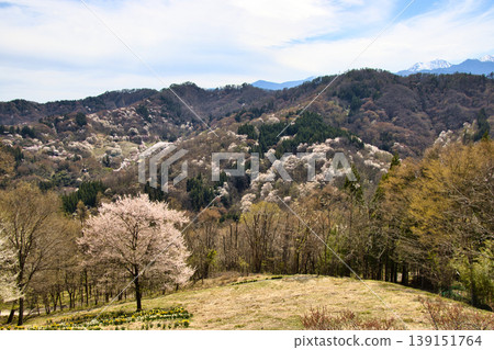 Cherry blossoms in full bloom as seen from Rikugo Sakurasenkyo, Ikeda Town, Nagano Prefecture Cherry blossoms in full bloom as seen from Rikugo Sakurasenkyo, Ikeda Town, Nagano Prefecture 139151764