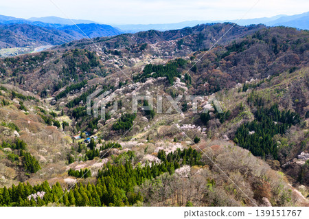 Cherry blossoms in full bloom as seen from Rikugo Sakurasenkyo Gorge, Ikeda Town, Nagano Prefecture (aerial photograph taken by drone) 139151767