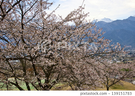 安曇野池田工藝公園(池田町創意中心):長野縣池田町,櫻花盛開,白雪皚皚的常年山。 安曇野池田工藝公園(池田町創意中心):長野縣池田町,櫻花盛開,白雪皚皚的常年山。 139151783