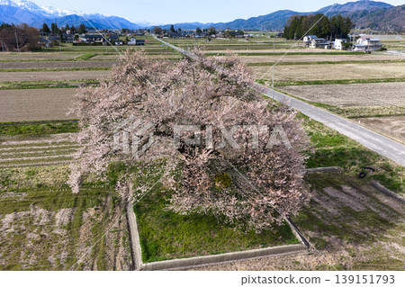 A single cherry tree in Sunuma and the snow-capped Hakuba mountain range, Omachi City, Nagano Prefecture (aerial photograph taken by drone). A single cherry tree in Sunuma and the snow-capped Hakuba mountain range, Omachi City, Nagano Prefecture (aerial photograph taken by drone). 139151793