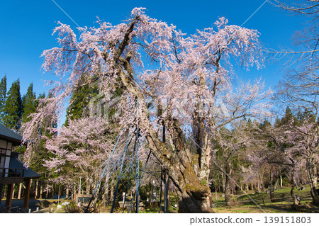 長野縣白馬村貞林寺盛開的垂枝櫻花(禦牧柘櫻)。 長野縣白馬村貞林寺盛開的垂枝櫻花(禦牧柘櫻)。 139151803