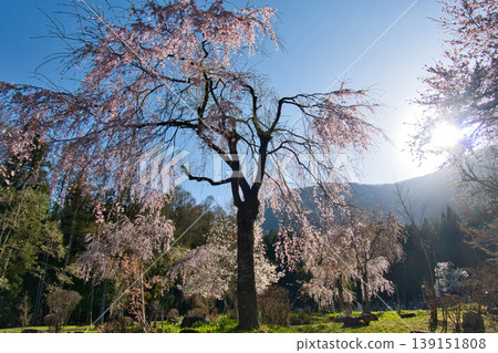 長野縣白馬村帝輪寺的垂枝櫻花盛開 139151808