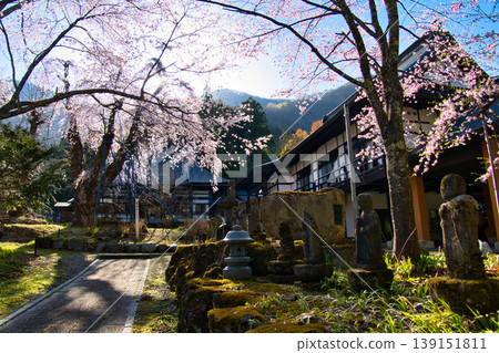 長野縣白馬村貞林寺盛開的垂枝櫻花(禦牧柘櫻)。 長野縣白馬村貞林寺盛開的垂枝櫻花(禦牧柘櫻)。 139151811