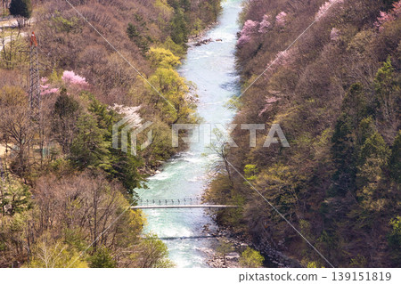 Kotaro Suspension Bridge and cherry blossoms in full bloom as seen from Omachi Dam, Omachi City, Nagano Prefecture Kotaro Suspension Bridge and cherry blossoms in full bloom as seen from Omachi Dam, Omachi City, Nagano Prefecture 139151819