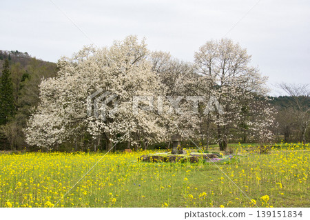 長野縣白馬村四宿院,玉蘭花和油菜花盛開。 長野縣白馬村四宿院,玉蘭花和油菜花盛開。 139151834