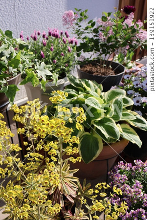 Flower pots in front of the entrance 139151922