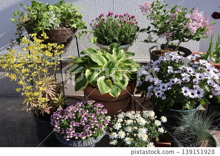 spring flower pot 139151928