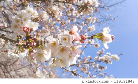 Buds tinged with color in the spring sunshine, and cherry blossoms in full bloom against a pastel blue sky. Buds tinged with color in the spring sunshine, and cherry blossoms in full bloom against a pastel blue sky. 139151942