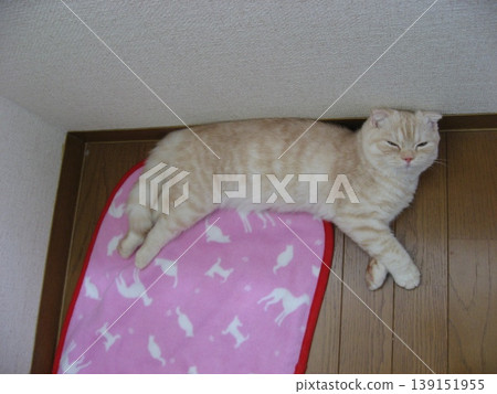 A kitten lying on a mat 139151955