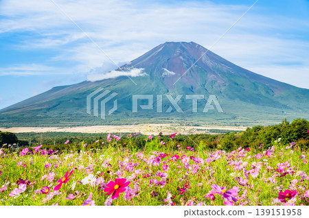 富士山和波斯菊～山中湖花之宮湖公園～ 139151958