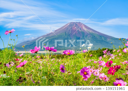 富士山和波斯菊~山中湖花之宮湖公園~ 富士山和波斯菊~山中湖花之宮湖公園~ 139151961