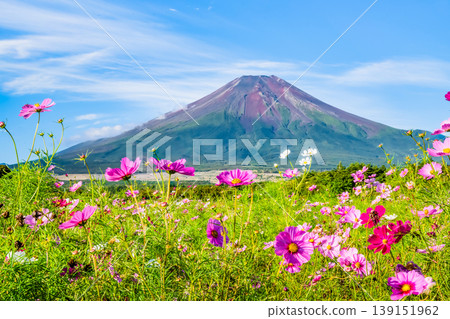 富士山和波斯菊~山中湖花之宮湖公園~ 富士山和波斯菊~山中湖花之宮湖公園~ 139151962