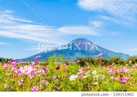 Mt.Fuji and Cosmos ~Yamanakako Hananomiyako Park~ 139151965