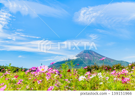 富士山和波斯菊~山中湖花之宮湖公園~ 富士山和波斯菊~山中湖花之宮湖公園~ 139151966