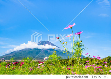 富士山和波斯菊~山中湖花之宮湖公園~ 富士山和波斯菊~山中湖花之宮湖公園~ 139151969