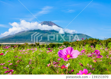 富士山和波斯菊~山中湖花之宮湖公園~ 富士山和波斯菊~山中湖花之宮湖公園~ 139151970