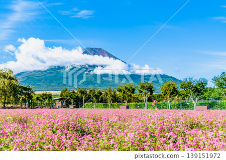 富士山與紅蕎麥花 ~山中湖花卉公園~ 富士山與紅蕎麥花 ~山中湖花卉公園~ 139151972