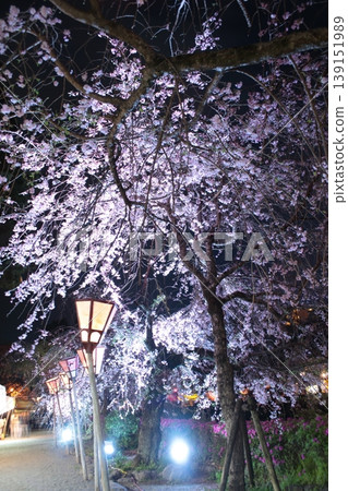 春天的夜晚,櫻花被燈光照亮 春天的夜晚,櫻花被燈光照亮 139151989