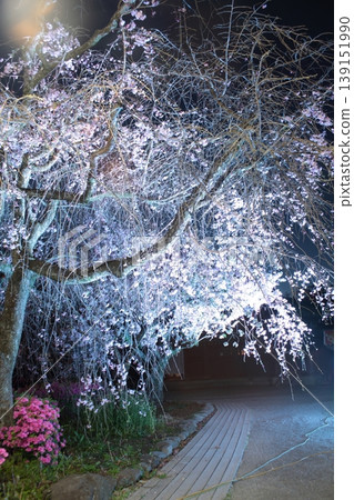 春天夜晚的櫻花燈火通明 139151990
