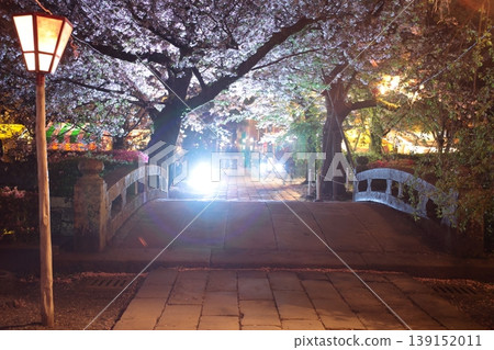 夜晚的櫻花在路燈的照射下 139152011