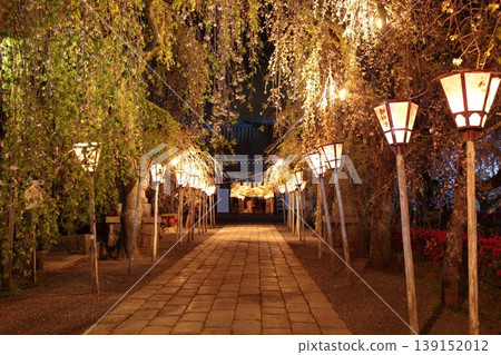 Cherry blossom festival at night, illuminated by lights 139152012