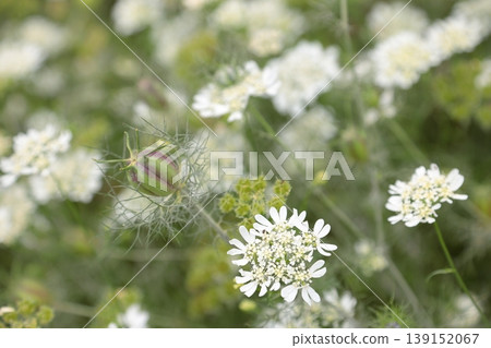 Orlea · Grandy Flora Orlea · Grandy Flora 139152067