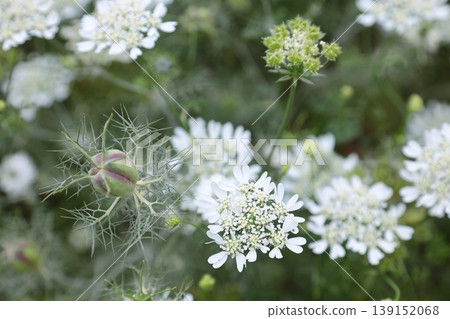 Orlea · Grandy Flora Orlea · Grandy Flora 139152068
