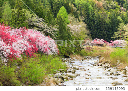Flower peach village of full bloom Flower peach village of full bloom 139152093