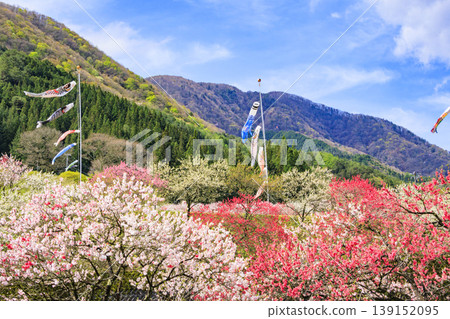 Flower peach village of full bloom Flower peach village of full bloom 139152095