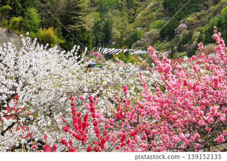 Flower peach village of full bloom Flower peach village of full bloom 139152135
