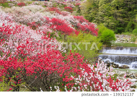Flower peach village of full bloom Flower peach village of full bloom 139152137
