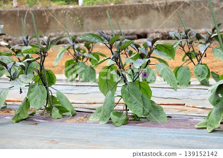 Eggplant Eggplant 139152142