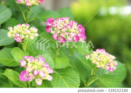 Hydrangea in full bloom Hydrangea in full bloom 139152180