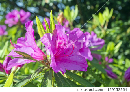 Red azalea flowers that bloom in early summer 139152264