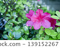 Red azalea flowers that bloom in early summer 139152267