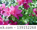 Red azalea flowers that bloom in early summer 139152268