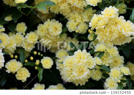 黃色班克木玫瑰，有些花苞還在盛開。 139152450