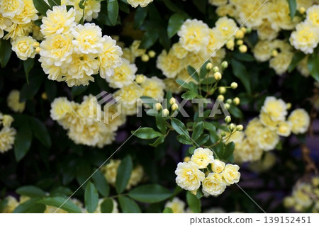 玫瑰(Rosa banksiae)花朵,部分花苞仍未完全綻放。 玫瑰(Rosa banksiae)花朵,部分花苞仍未完全綻放。 139152451