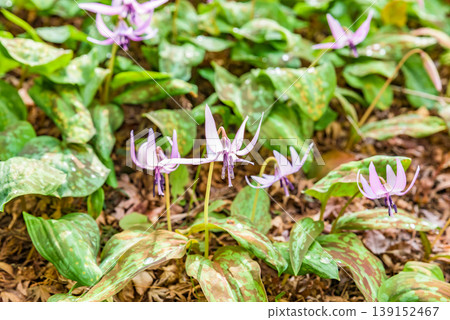 Dogtooth violet flowers at Korankei Gorge (Toyota City, Aichi Prefecture) Dogtooth violet flowers at Korankei Gorge (Toyota City, Aichi Prefecture) 139152467