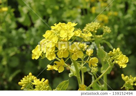 油菜花開,亮黃色 油菜花開,亮黃色 139152494