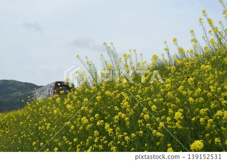 Rapeseed blossoms and the Shigaraki Highland Railway Rapeseed blossoms and the Shigaraki Highland Railway 139152531