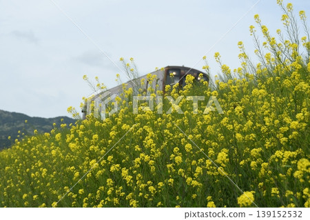 Rapeseed blossoms and the Shigaraki Highland Railway Rapeseed blossoms and the Shigaraki Highland Railway 139152532