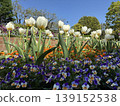 Tulip 139152538