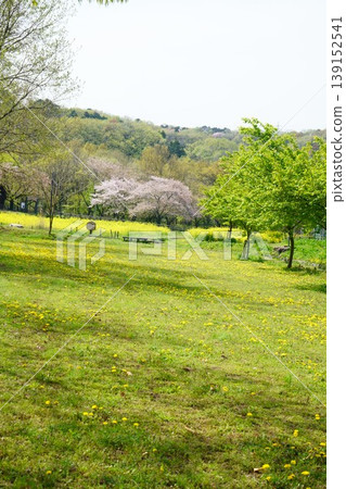 9570 Kinchakuda in early spring 9570 Kinchakuda in early spring 139152541