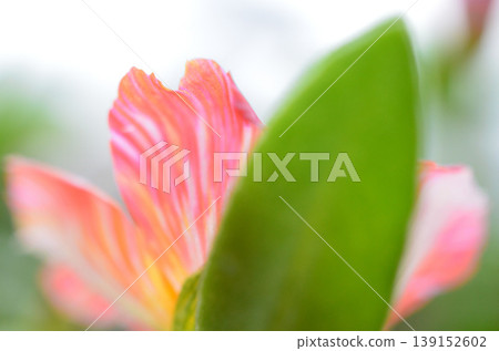 Portulaca 139152602