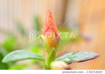 Portulaca 139152603