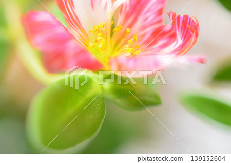 Portulaca Portulaca 139152604