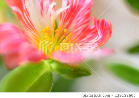 Portulaca 139152605