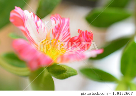 Portulaca 139152607