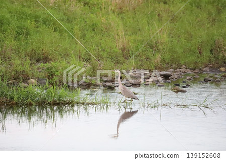 A grey heron walking along the water's edge A grey heron walking along the water's edge 139152608